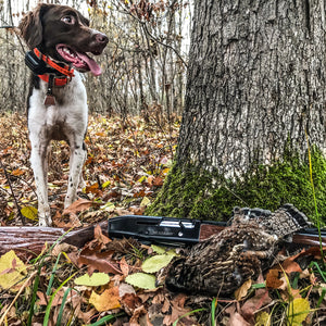 A November Day Spent Ruffed Grouse Hunting in Northern Michigan