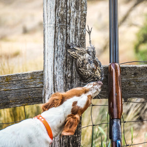 Time, Birds and Faith - The Making of a Great Bird Dog