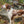 A wet orange and white Brittany standing beside a rock with a harvested ruffed grouse and shotgun resting on it, in an autumn forest, with text reading 'Little Dog Big Heart — There's Always One More Bird to Find.'