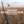 Hunter raising a shotgun as a ring-necked pheasant flushes from a grass field, with text 'The Sound We Replay All Year, That Unmistakable Cackle'.