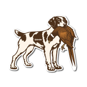Die-cut sticker of a liver and white Brittany holding a ring-necked pheasant in its mouth.